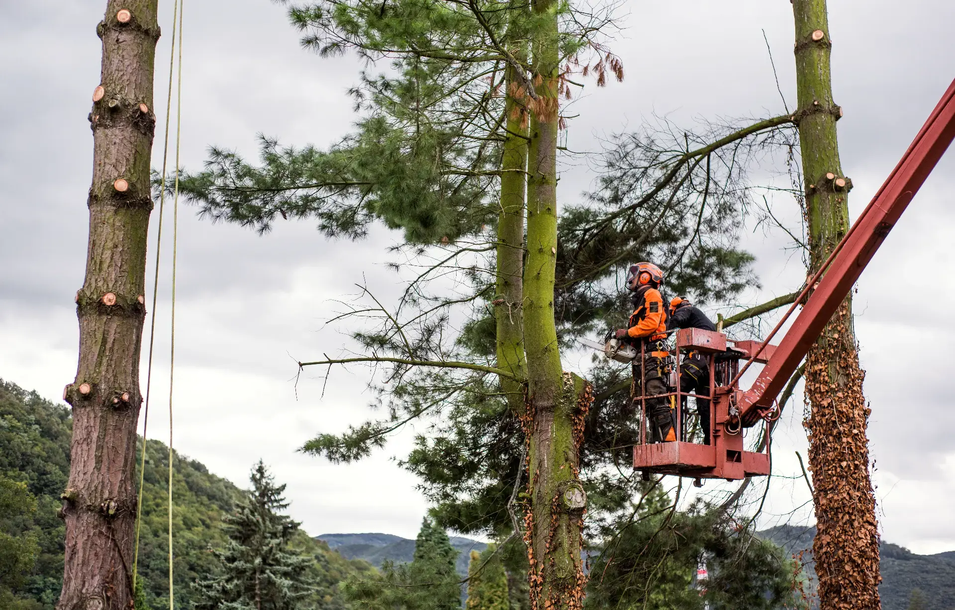 Crane lifting a tree section over a house in New Jersey