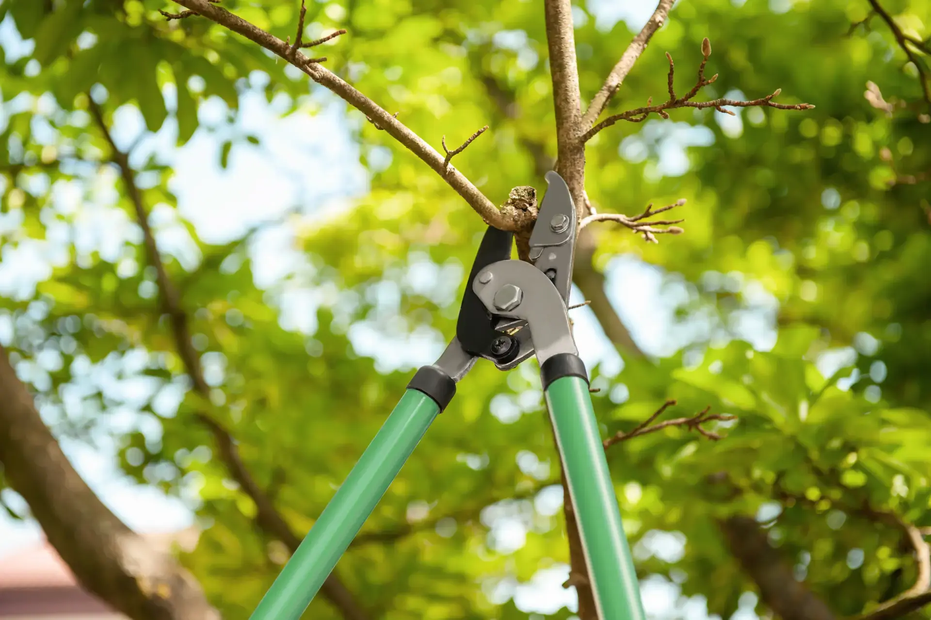 Climber pruning branches above a roofline in New Jersey