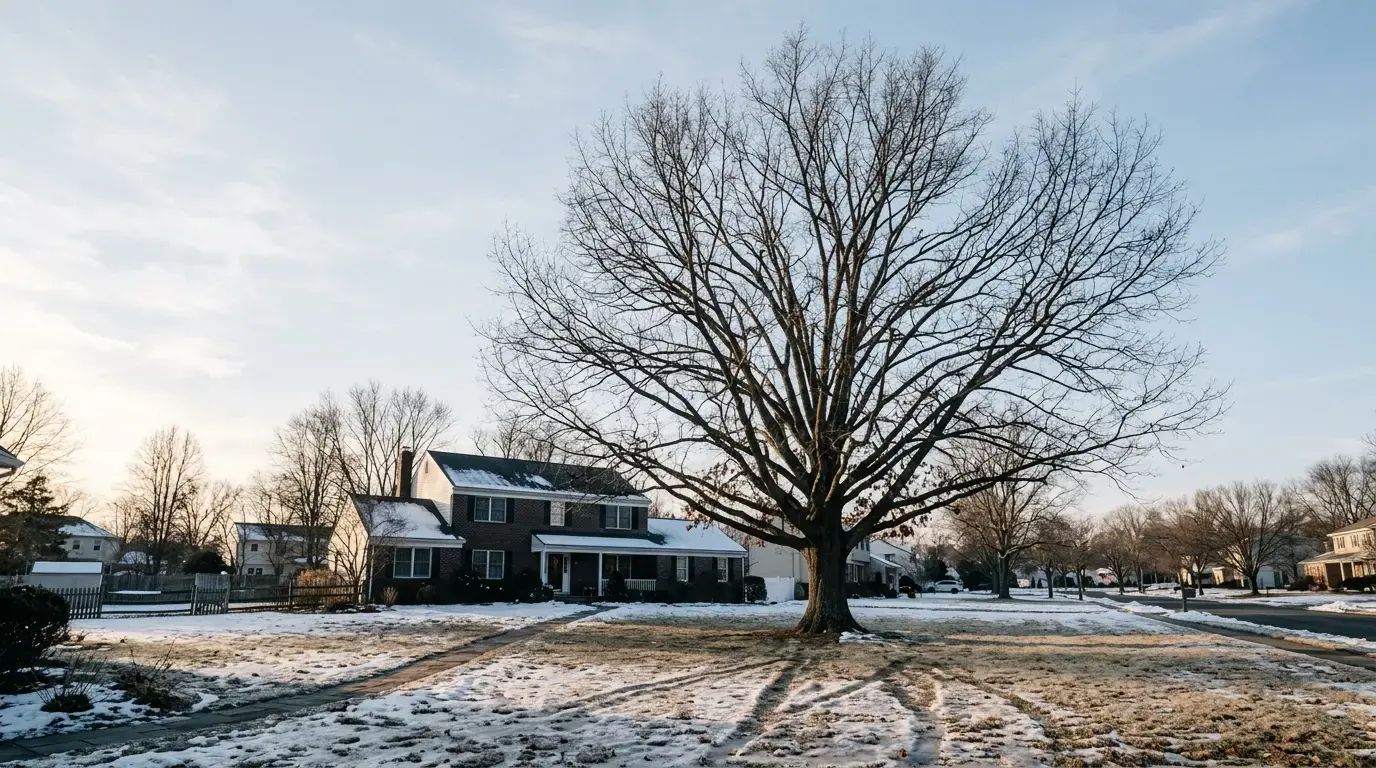 When to prune trees in New Jersey