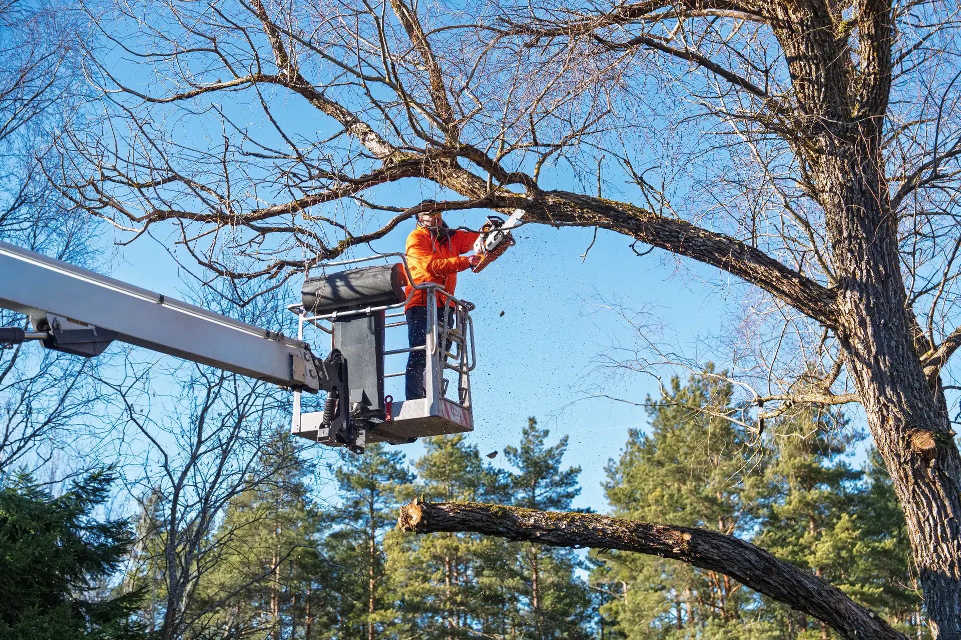 Tree service technician inspecting a mature tree in New Jersey